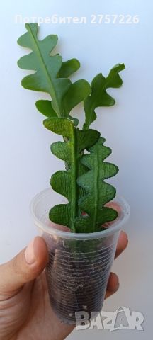 Disocactus anguliger , снимка 1 - Стайни растения - 46414567