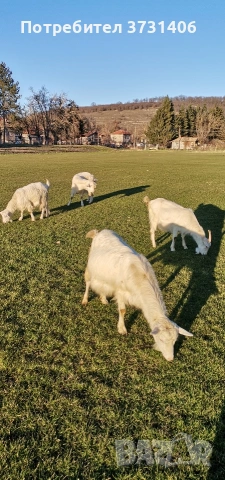 Продавам 4 броя заплодени кози 