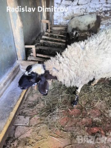 Продавам черноглава Плевенска овца към 81килограма гледана със мерак за номер за връзка 088 518 9601, снимка 2 - Овце - 45913609