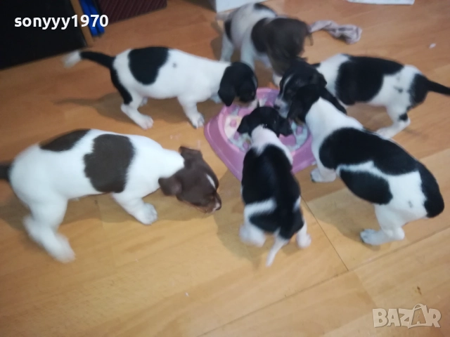 ДЖАК РЪСЕЛ-250ЛВ ЗА КУЧЕНЦЕ 1909250859, снимка 2 - Джак ръсел териер - 51764637