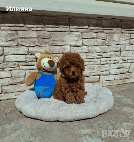 Пудел той момче, снимка 5 - Пудели - 53747944