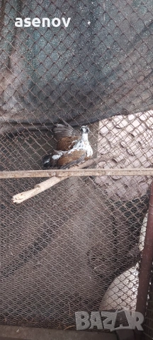 Джинки , снимка 7 - други­ - 53397100