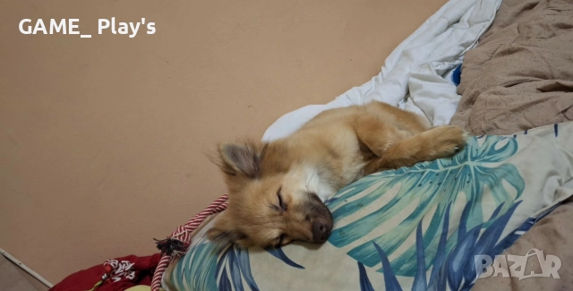 спешно за продажба:Порода шпиц , снимка 6 - Померан - 52830618