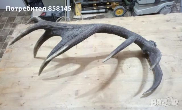 Рога от благороден елен, снимка 6 - Антикварни и старинни предмети - 50062175