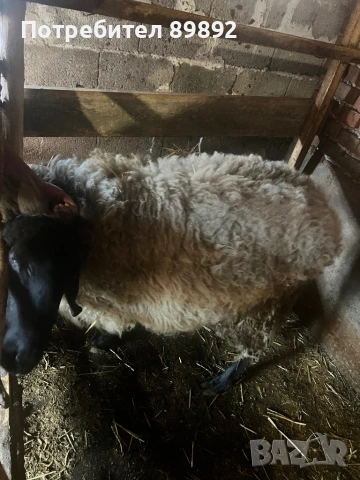 Коч Плевенска Черноглава, снимка 6 - Овце - 54090778