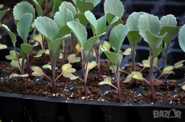 ТОРФ ФИБРИ -Руското Чудо екстракт от торф обогатен с микро елементи.. Съдържа важни растителни храни, снимка 12 - Тор и почвени смеси - 50429985