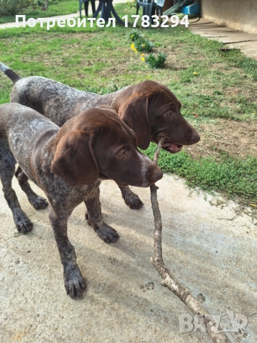 Курцхаари , снимка 1