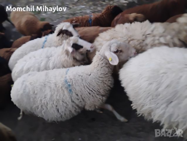 продавам овце за клане или тамазлък , снимка 3 - Овце - 45775695