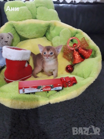 Уникално  Абисинско Котенце, снимка 7 - Други - 52679340