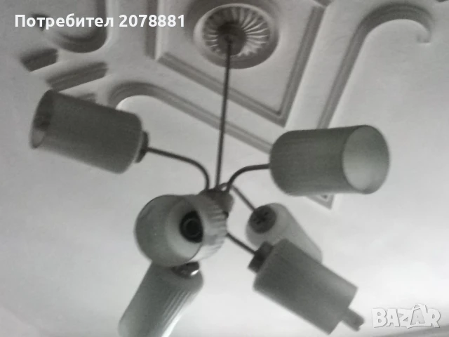 Полилей, снимка 2 - Полилеи - 51265368