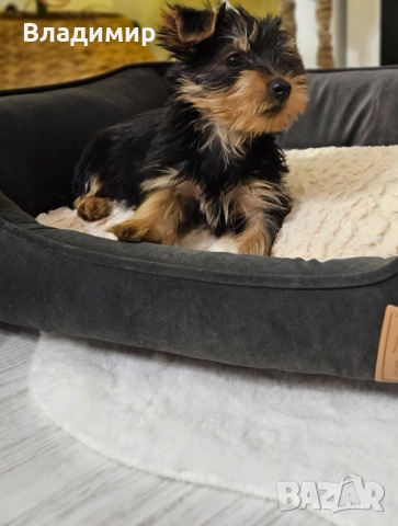 Йорки, снимка 4 - Йоркширски териер - 52927600