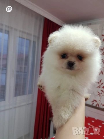 Померан померани Гр. София, снимка 3 - Померан - 54000226
