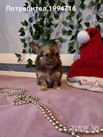 Чихуахуа мъжки , снимка 4 - Чихуахуа - 52917041