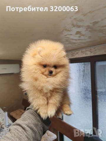 Мини померан мъжко, снимка 5 - Померан - 54032504