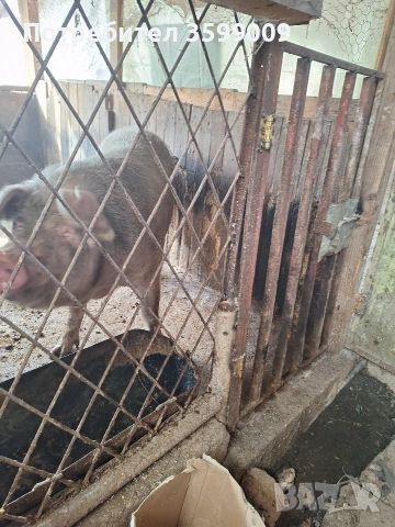 продавам свиня на 2 прасило 