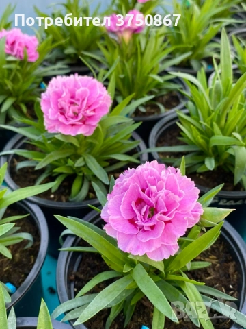 🧡💜🧡 Карамфил/Dianthus 🧡💜🧡