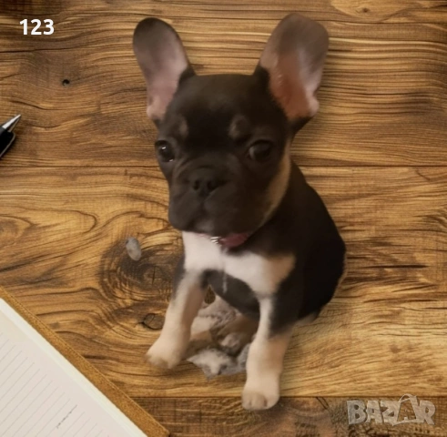 Френски булдог момиченце, снимка 4 - Френски булдог - 53058383