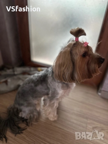 Йоркширски териер , снимка 2 - Йоркширски териер - 54150271