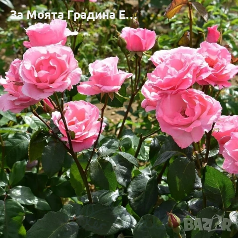 Сортови Рози 🌹 , снимка 2 - Градински цветя и растения - 54032738