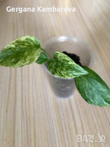 Monstera Laniata Mint variegated , снимка 2 - Стайни растения - 53295253