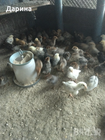 Пилета, снимка 6 - Кокошки и пуйки - 53961418