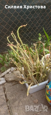 Продавам резници от 20 цвята мушкати