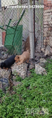 Малки пинчери , снимка 4 - Пинчер - 53161909