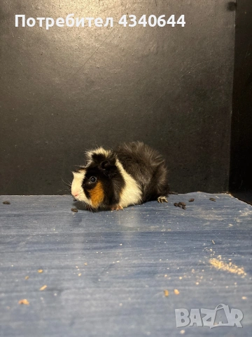 Морско свинче 