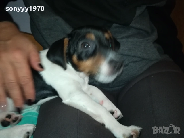 КУТРЕ//ПАЛЕ ДЖАК РЪСЕЛ НА 3 МЕСЕЦА-МОМИЧЕ 2411251124, снимка 13 - Джак ръсел териер - 52521058