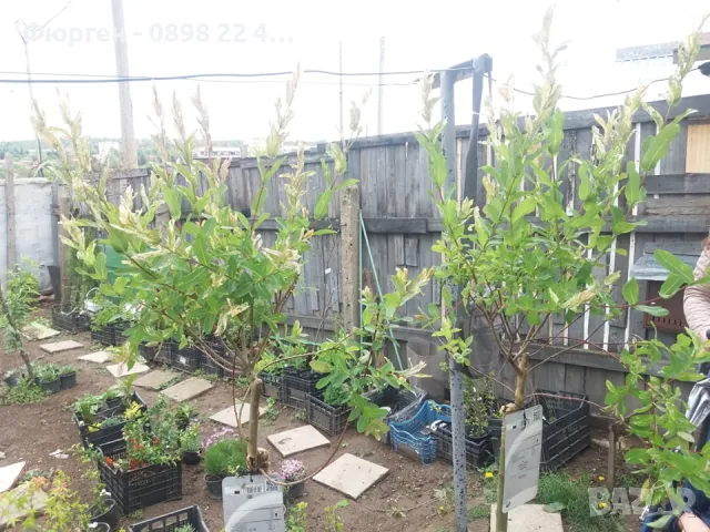 Японска върба Salix Hakuro Nishiki - Фламинго, снимка 13 - Разсади - 44452310