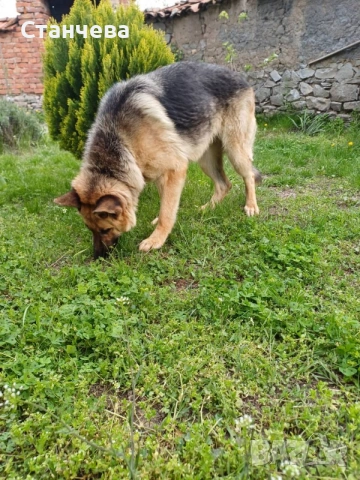 немски овчарки , снимка 2 - Немска овчарка - 53858618