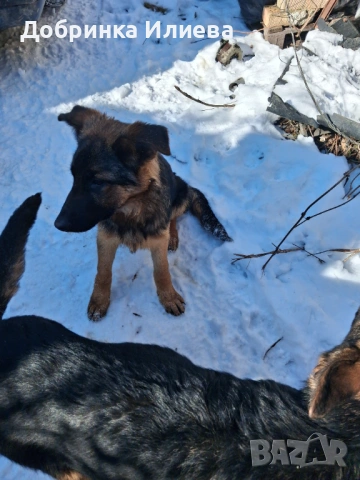 Продавам елитни немски овчарки, на 4 месеца, две ваксини, обезпаразитени., снимка 5 - Немска овчарка - 53387270