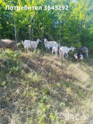 Продавам 9 бр.кози. Цена - 1800 лв. , снимка 1
