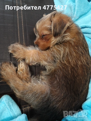 Продавам Йорки, снимка 3 - Йоркширски териер - 53950233