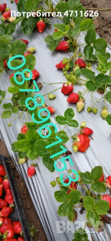 Разсад ягоди и малини , снимка 5 - Разсади - 53133393