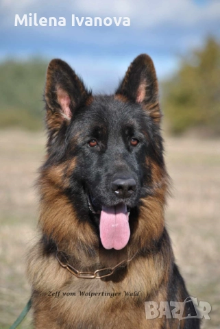 Мъжки немски овчарки с ДЪЛЪГ косъм , снимка 8 - Немска овчарка - 52844724