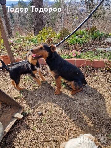 Кученце, снимка 6 - Други - 53432108
