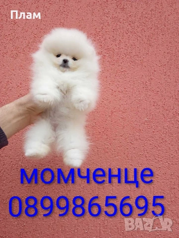 Бели мини Померани. Реални снимки от 04.04.26 г. , снимка 2 - Померан - 54038182