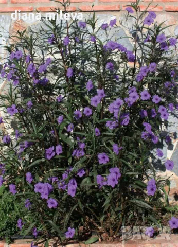 Руелия, Мексиканска петуния,Ruellia Purple Mexican Petunia!!!, снимка 5 - Градински цветя и растения - 47058014