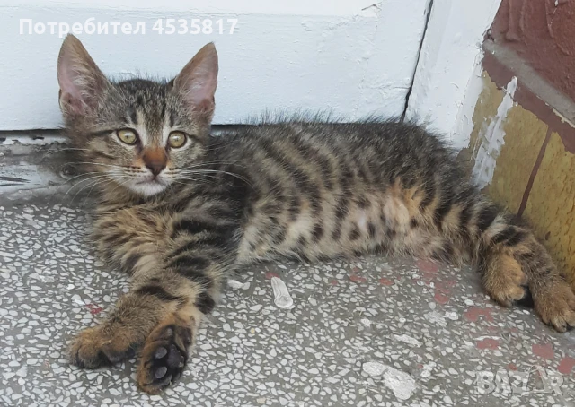 Подарявам две малки котенца, снимка 1