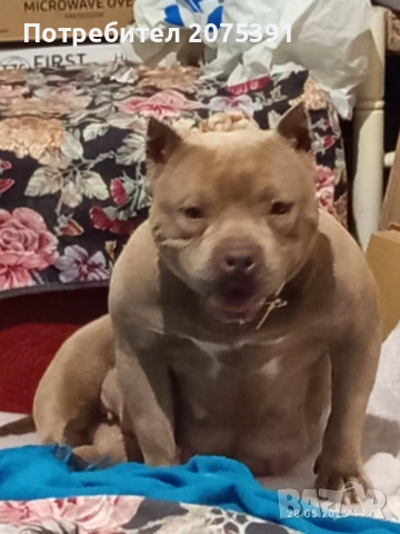 Американско були, снимка 2 - Други - 53963430