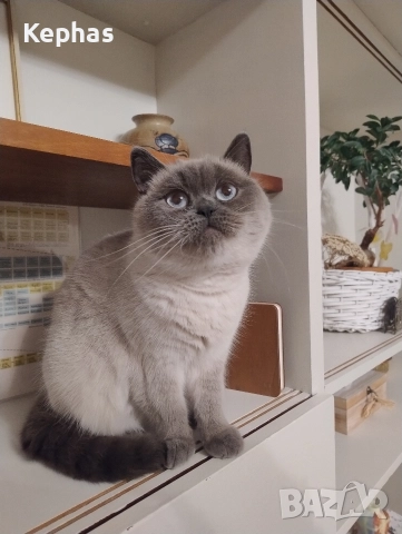 Британка колорпойнт си търси приятел британец, снимка 2 - Британска късокосместа - 51197439