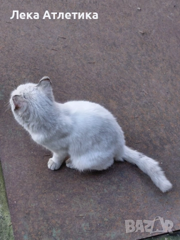 Подарявам малко коте