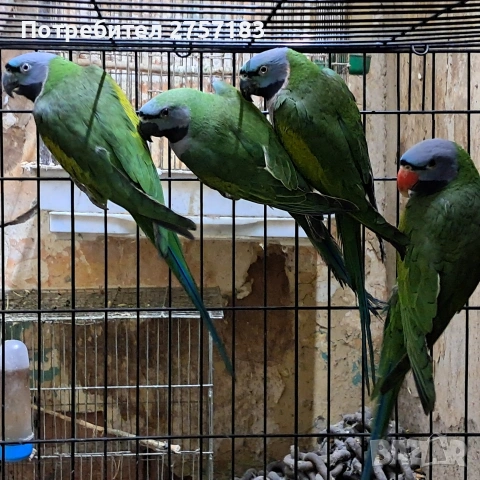 продавам китаиски александар, снимка 5 - Папагали - 53402086