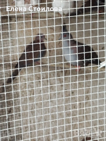 Гугутки и гълъби , снимка 2 - Гълъби - 53829038