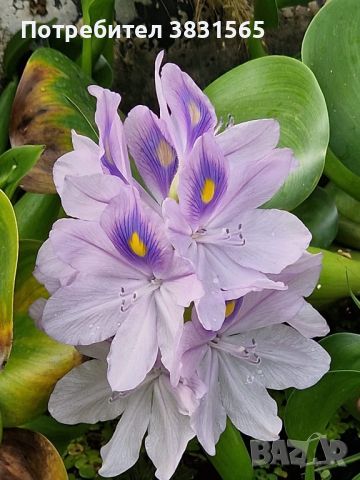 Водни лилии и водни растемия, снимка 15 - Градински цветя и растения - 45775201