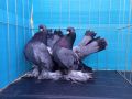 Чифт руски гълъби, снимка 1