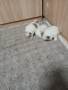 Mini Pomeran , снимка 9
