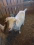Млечна коза, снимка 3