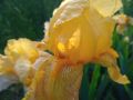 Ирис ,Перуника , снимка 1 - Градински цветя и растения - 45241298
